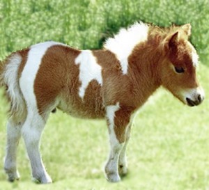 natacha1881's profile picture. quelle beau monde que celui des poneys :3