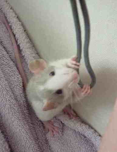 shinyrainbow's profile picture. I have no idea what twitter is... But I like Nintendo 3DS and my pet rats 3