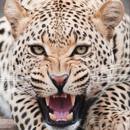 fei1416634293's profile picture. 在我心上用力的開一鎗！讓這一切歸零在這一聲槍響