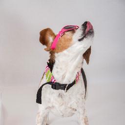 put the frost on the dog days of summer with our cooling collar. little dehlias FROSTY COLLARS