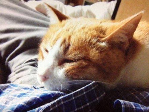 satoshi76's profile picture. スペシャルな時も そうでない時も ぐじゃぐじゃの夜も ふとどきものですが、よろしくお願いします(｡-_-｡) くるり クラムボン フィッシュマンズ あまちゃん　椎名林檎 きのこ帝国 カラックスカサヴェテス クストリッツァ デプレシャンパリ、テキサス三月のライオンオーバー・フェンス牯嶺街 フジロック サークル サンセット