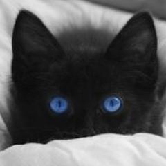 KhansEvilKitty's profile picture. I am Beau. My master is @RevengefulKhan. I'm evil and cannot be tempted. Meow. My Writer: @LeBitchSapphire