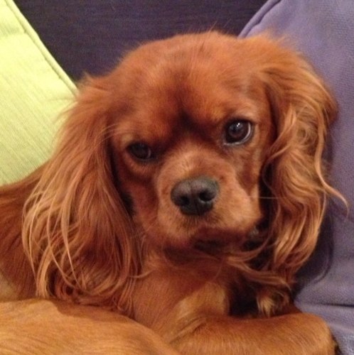 MiniWoofsHorton's profile picture. Life is for living - make every wag count!