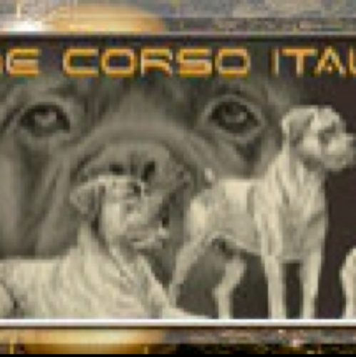 Owner of 4 Cane Corso’s And1 Bullmastiff x Mastino