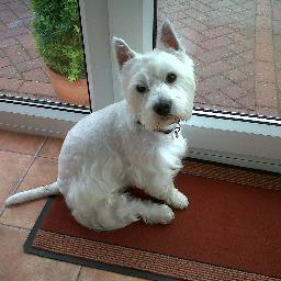 birchlinda's profile picture. 