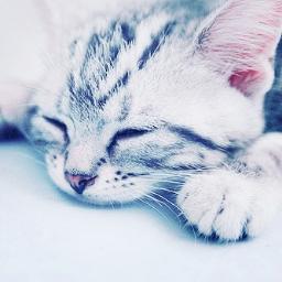 🕆 // Also known as Rubyfur/Cat/Meow Meow //