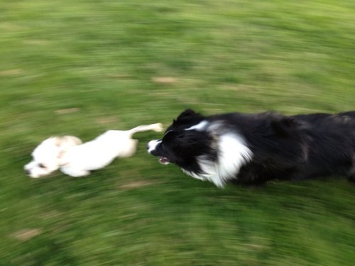 Founder Milo Foundation, Milo Pt. Richmond Adoption Center and Milo Sanctuary.