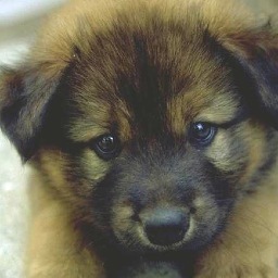 SensitiveScent's profile picture. 