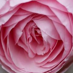 A seeker of knowledge, truth, love and light in this illusory world.