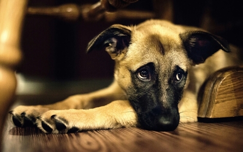 Pictures of the cutest dogs around. Send us a pic of your pooch to puppics13@yahoo.com or by tweeting us