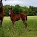 TG Quarter Horses (@tgquarterhorses) Twitter profile photo TG Quarter Horses (@tgquarterhorses) Twitter profile photo