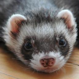 Follow for fun facts featuring our favorite furry friends! We follow back!