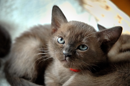 http://t.co/WZutLV5F7Z - a pet parent's resource for cat names & more!