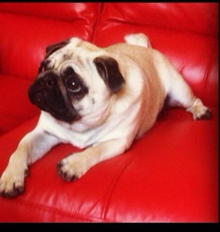 I am a mischevious Pug who is adorable. Follow me to watch me become the most popular Pug in the village