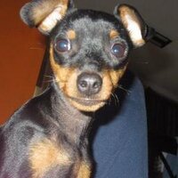 bella (@bella_asdf) 's Twitter Profile
