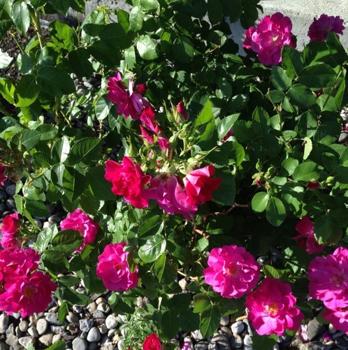 SoniyaBegum's profile picture. 