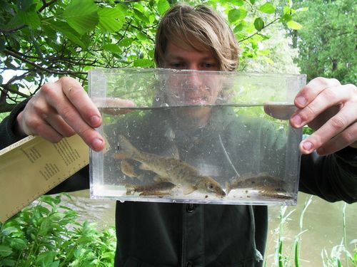 nick_kroese's profile picture. adviseur ecologie @habitusnatuur