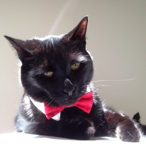 No Justice, No Peace. Living independently. I owe you nothing. Nevertheless she persisted. #durhambornandraised #catwitch