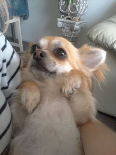@kimleeofficial ' s Doggie