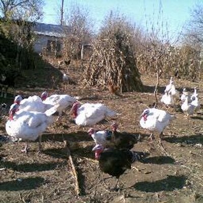 aplicarea uleiurilor aromatice în varicoza