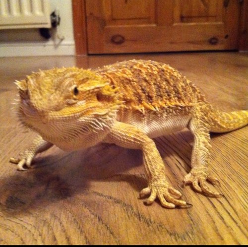 Beardie_Steve's profile picture. Im a lizard.what of it?@Vampire_Cast mascot.annoyer of @sam_holly_