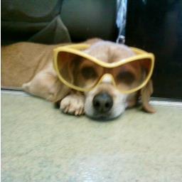 Veterinary Practice in Motion