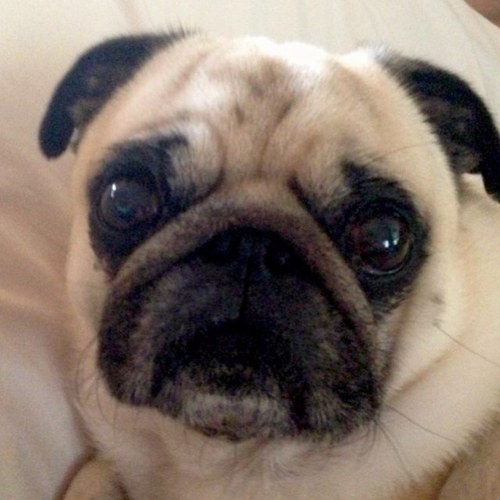 Spankythepug Profile Picture