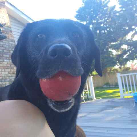 Labrador who used to find people & dope...and now finds PEANUTBUTTER and SWIMMING and TENNISBALLS!!!!