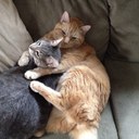 amy noble - @rnoble8741 - Twitter