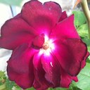 morgan whitney - @crazypeople226 - Twitter