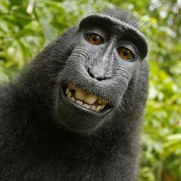 apenas uma macaca, risonha e sem pelos, que aprendeu a escrever!