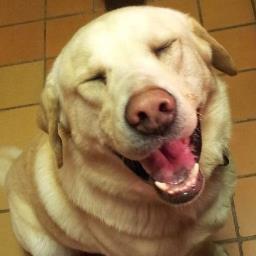 FREE & EXONERATED. Phineas - a 4yr old lab, allegedly bit a child & was sentenced to death; forensic evidence proves otherwise.