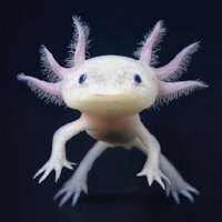 Laxolotl (@laxolotl) 's Twitter Profile