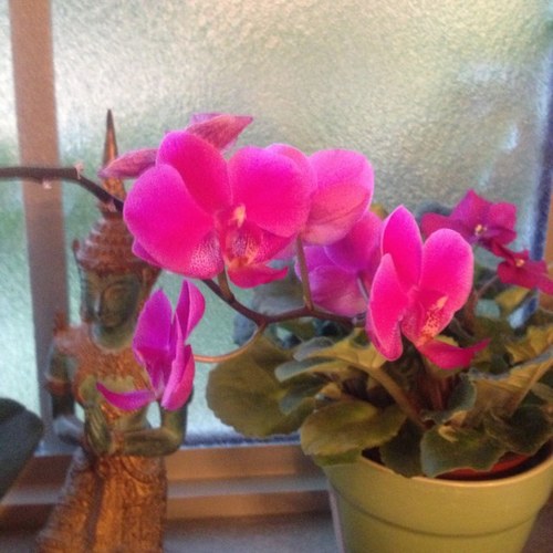 ljkelmont's profile picture. 