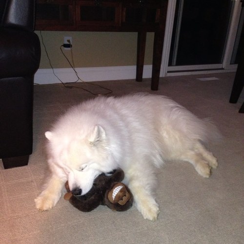 vogelkh's profile picture. 