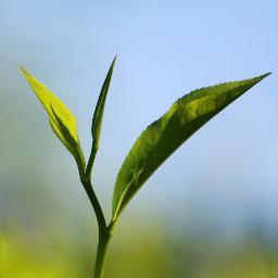 Founded in 1979, Elmstock specialises in premium quality teas from all over the world. We have a rich tradition in the tea industry spanning five generations.