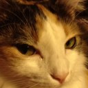 Evelyn Hatton - @Ukusa84Evelyn - Twitter