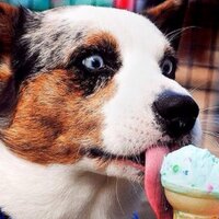 Crumpet (@crumpet2013) 's Twitter Profile