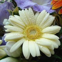 TewariNehajain Profile Picture