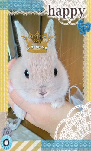 (*･ω･人･ω･)ｺﾝﾆﾁﾜｰ☆　ウサギ飼い始めてから、人生観180℃変わってしまったーヾ(o´∀｀o)ﾉ　癒やしって大切！！・＊☆　サッカーとか美味しいものも大好き！ネガティブがたまにキズ。めざせ！人生自由に楽しく★