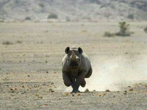 Ex Game Ranger and Anti Poaching member with a passion to stop poaching of SA Wildlife.