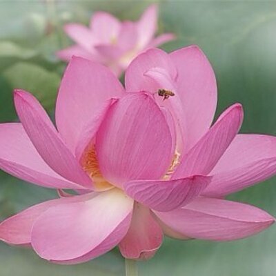 スピリチュアル女子 Spiritualjoshi Twitter スピリチュアル女子 Spiritualjoshi Twitter