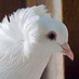 やーと。 (@ys_aviary) Twitter profile photo やーと。 (@ys_aviary) Twitter profile photo