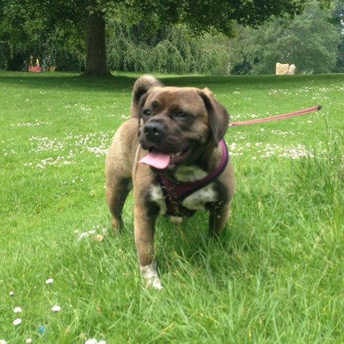 Im Peggy im a puggle living in the UK! I was born 5/6/12 i like to run, jump on sofas, play, eat treats n bones, walks. I hate puddles n mud!