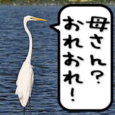 どぢょう 鳥萌病 Dodyou Twitter