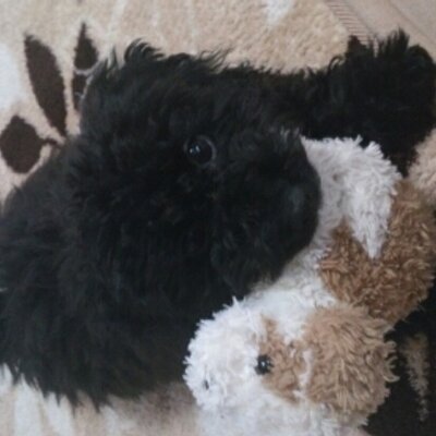 小池 里歩 Peace Twitter 小池 里歩 Peace Twitter