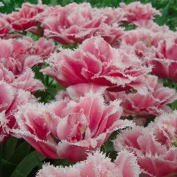 Holandka's profile picture. 