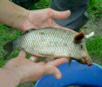 juliuspagaralam's profile picture. 