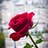 BHamdeh's profile image