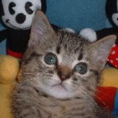 アフィリエイト、ポイントサイトでのお小遣い稼ぎについての情報をお届けしています。